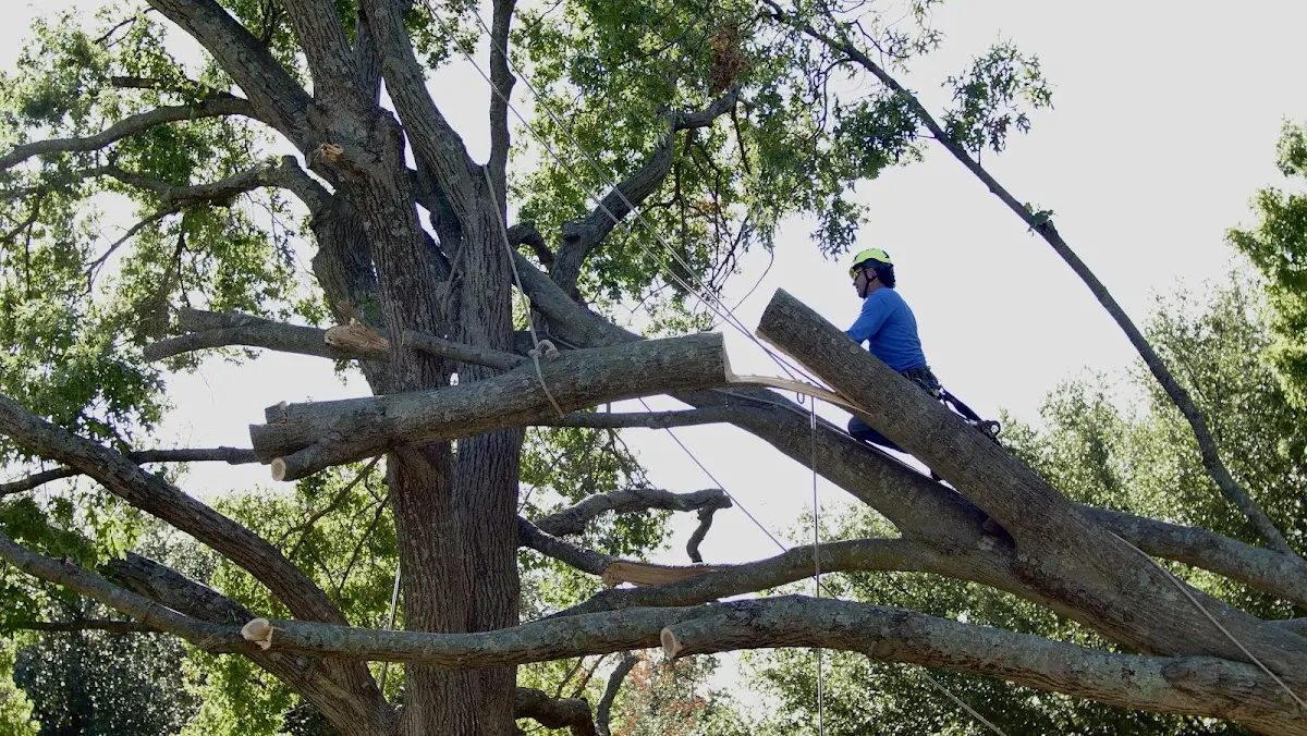 Professional Hazardous Tree Removal performed by certified arborists in Solon