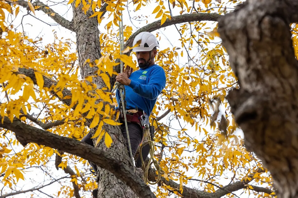 Skilled Tree Transplanting crew working in Solon