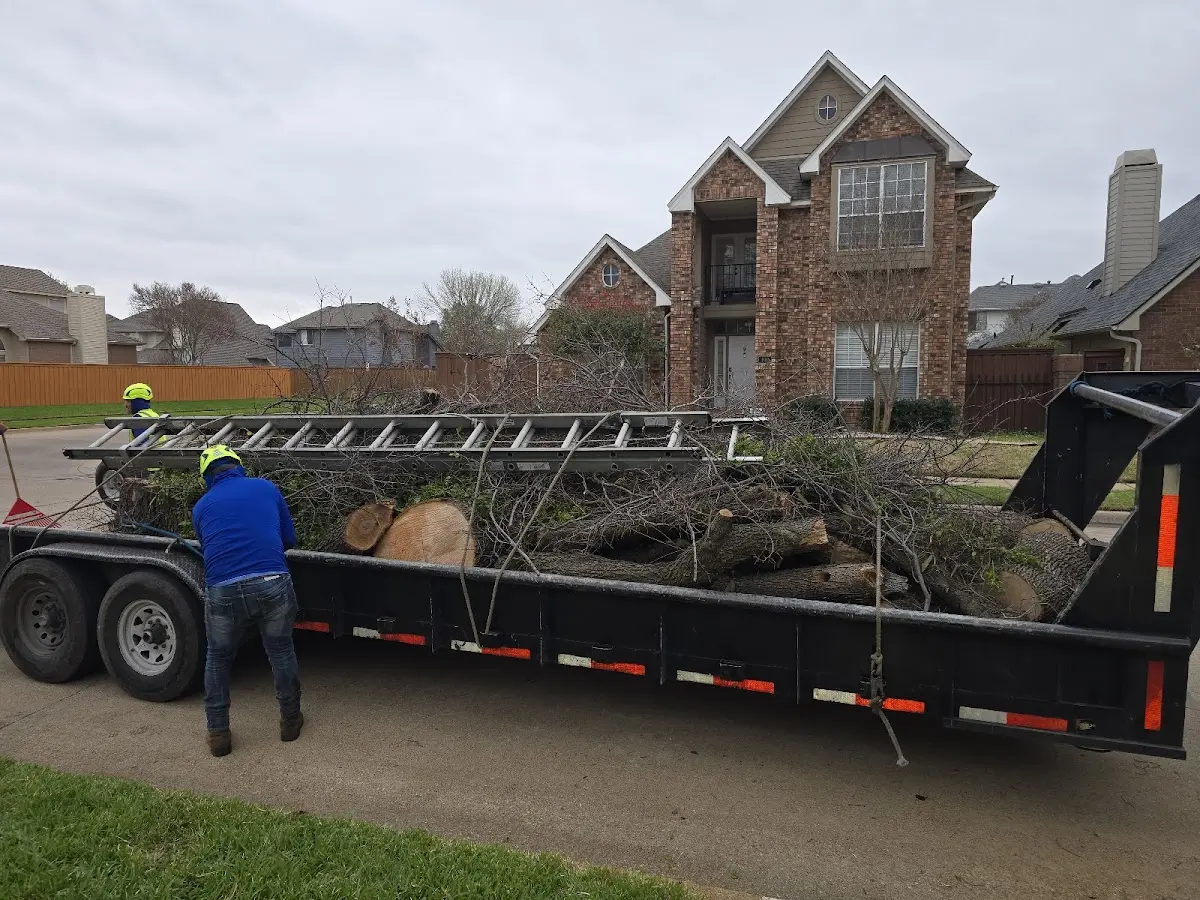 Expert Tree Removal with proper safety equipment in Solon